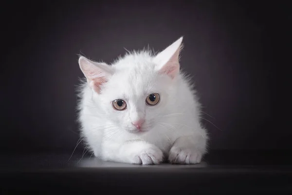 Білий Маленький Наляканий Кошеня Чорному Тлі — стокове фото