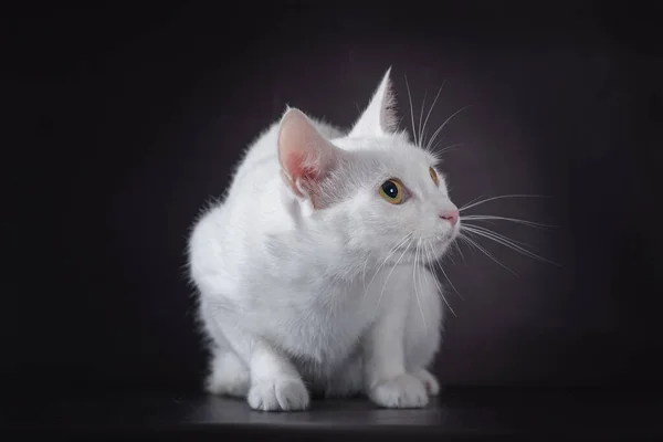 Biały Kot Żółtooki Czarnym Tle — Zdjęcie stockowe