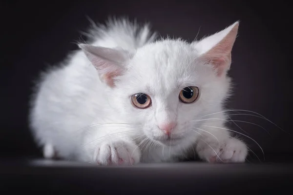 黑色背景上的害怕的白色小猫咪 — 图库照片