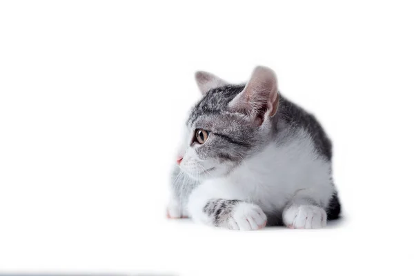 Striped Tabby Cat White Background Looking Left — Stock Photo, Image