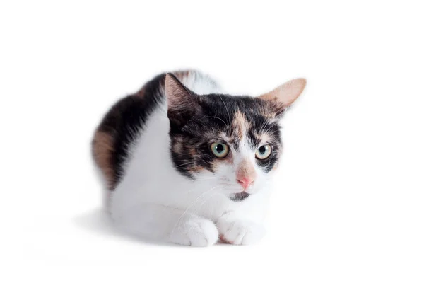 Tricolor Wakker Volwassen Kat Liggend Een Witte Achtergrond — Stockfoto