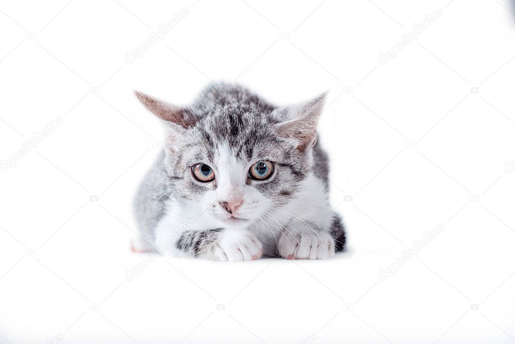 striped tabby cat on a white background