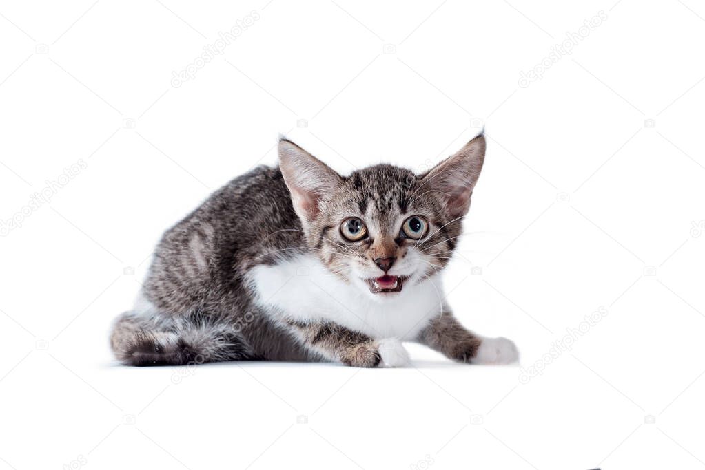scared tabby cat on a white background
