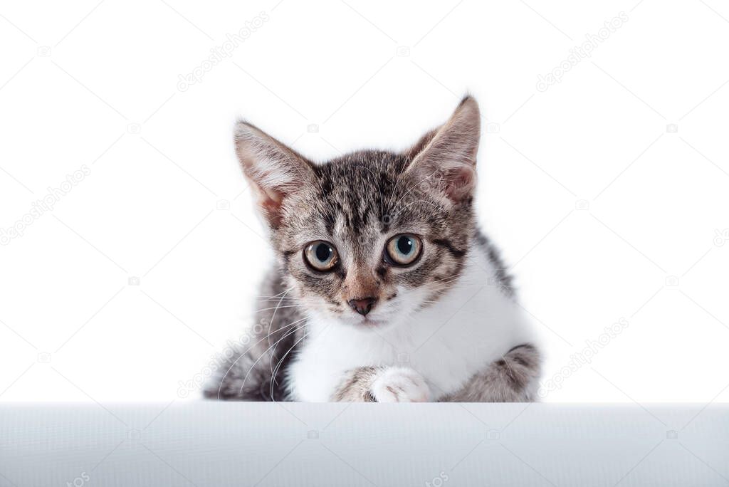 little kitten tabby looking attentively on a white background