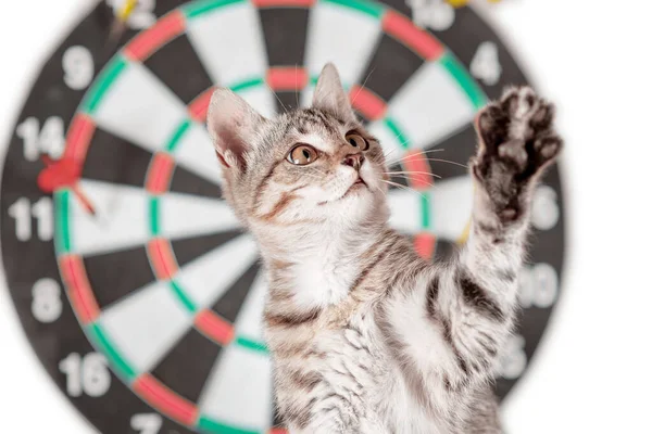 Schele Tabby Kitten Naast Darts Spel Met Poot Omhoog — Stockfoto