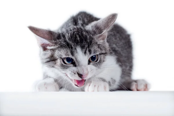 Chat Tabby Colère Sur Fond Blanc — Photo