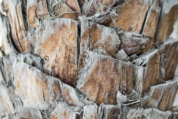 Textura Fundo Abstração Casca Madeira Fibras Palmeira Perto — Fotografia de Stock