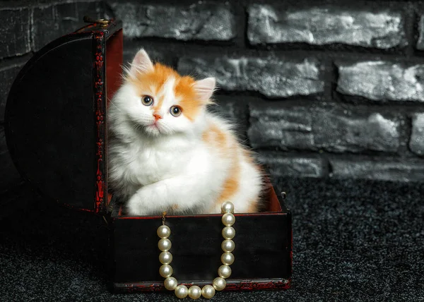 Beyaz Kırmızı Kedi Yavrusu Skoç Kıvrımlı Siyah Bir Sandıkta Oturur — Stok fotoğraf