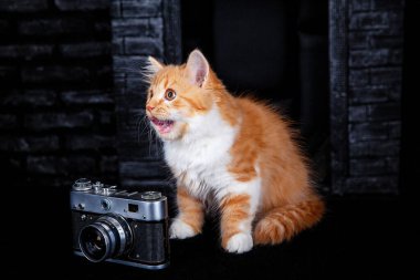 Siyah arka planda kamerası olan komik beyaz-kırmızı İskoç kedi yavrusu.