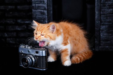 Siyah arka planda kamerası olan komik beyaz-kırmızı İskoç kedi yavrusu.