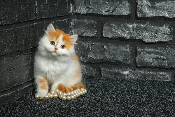 Beyaz boncuklu İskoç bir kedi yavrusu siyah tuğla bir duvara yaslanır.