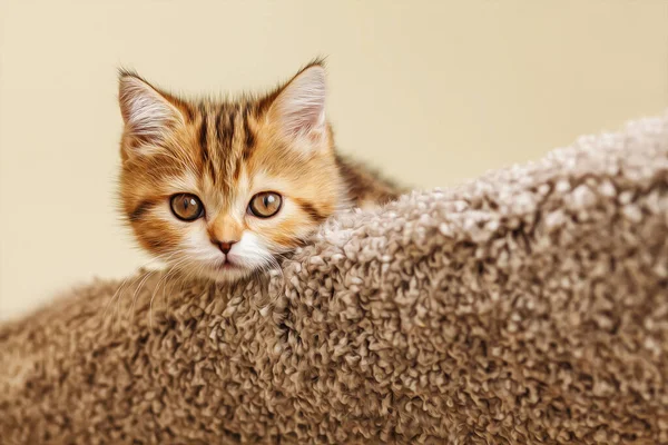 Küçük Bir Tekir Kedi Yavrusu Kedi Evinin Üst Katlarından Dışarı — Stok fotoğraf