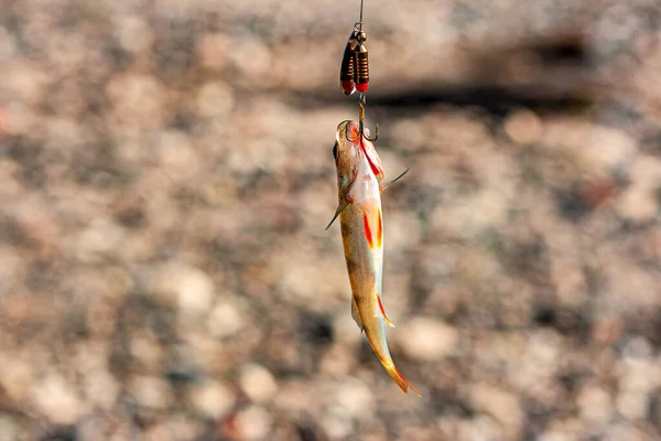 Pesca Sul Fiume Pesca Arroccato Blesna Agganciati Primo Piano — Foto Stock