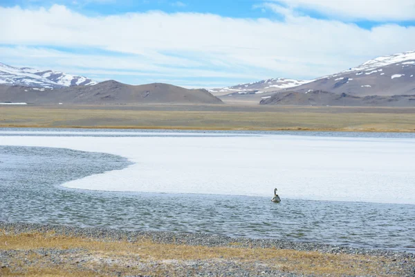 Lago Tolbo Nuur, Mongolia. Una vida de libertad . — Foto de Stock