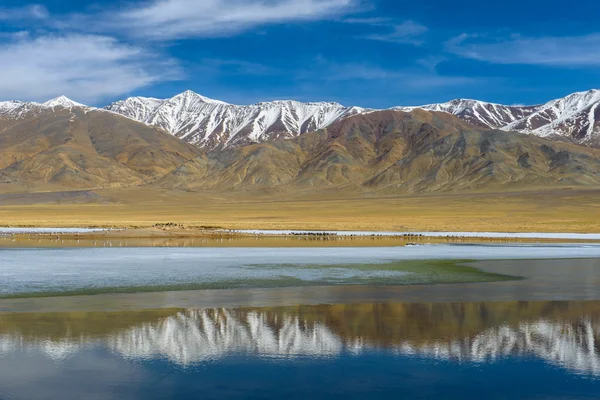 Lago Tolbo Nuur, Mongolia. Una vida de libertad . — Foto de Stock