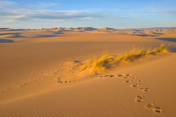 Mongólia. Sands Hongoryn ELS. Dunas Imagens Royalty-Free