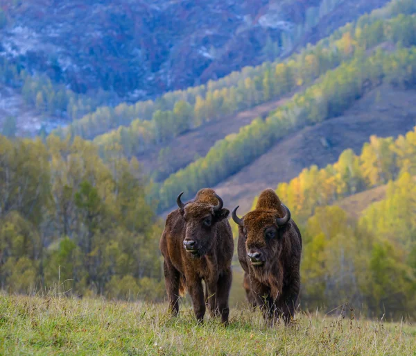 .Bisonte de Altai no outono dourado . Imagem De Stock