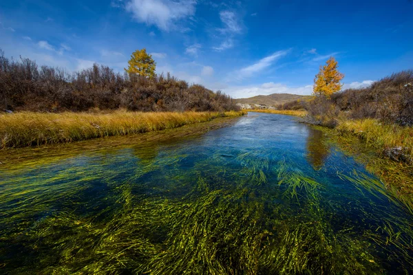 Gyllene höst i Altai, slingrande alger — Stockfoto