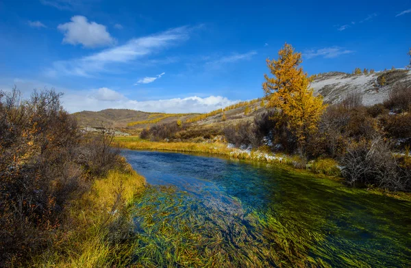 Золотая осень на Алтае, извивающиеся водоросли — стоковое фото
