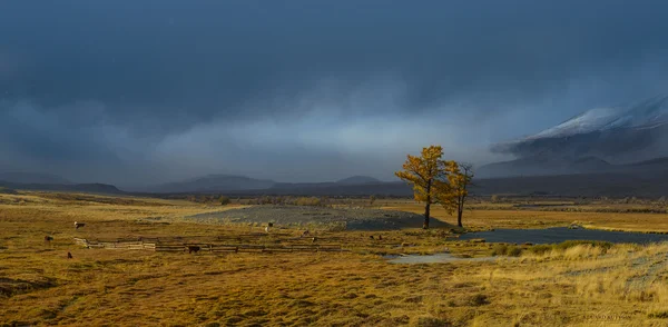 Mielőtt egy hóvihar. Az Altaj arany ősz. — Stock Fotó