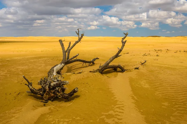 Old tree covered with sand in the desert — Stock Photo, Image