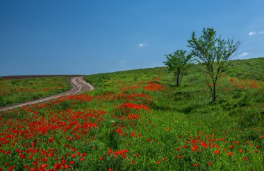 Kazakistan bozkırlarında kırmızı haşhaş sonsuz alanları.