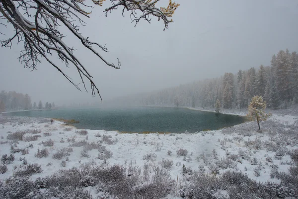 Золотая, снежная осень на Алтае — стоковое фото