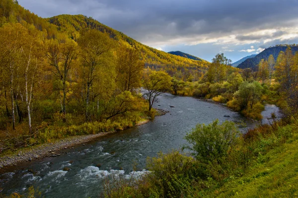 Mountain river in golden autumn — Stock Photo, Image