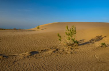 Desert with sand dunes. clipart