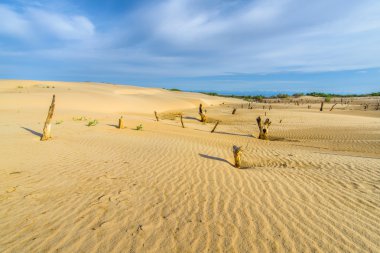 Kum tepeleri öldü ağaçlarında