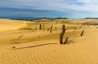 Dead trees in sand dunes clipart