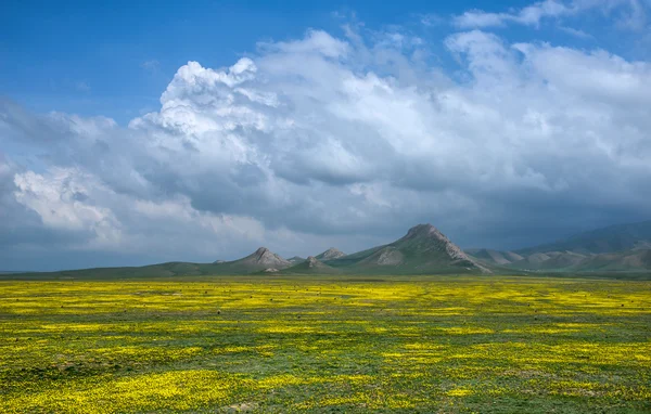 Поле Кользи на тлі величних гір — стокове фото