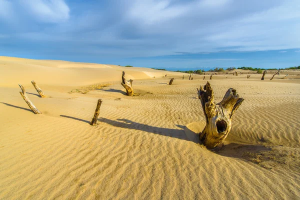 Árboles muertos en dunas de arena — Foto de Stock