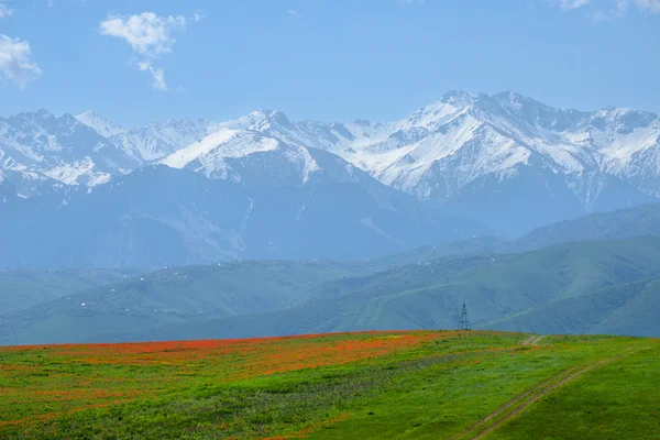 Coquelicots rouges magiques sur fond de montagnes grandioses — Photo