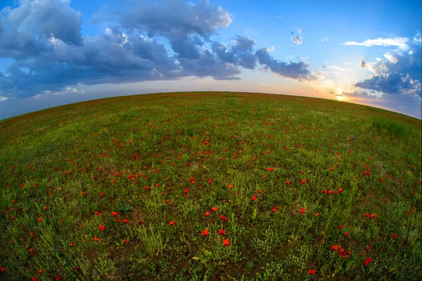 一望无际的红色罂粟花的田野散发出春天的神奇芬芳 — 图库照片