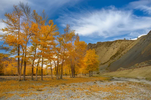 Złotej jesieni w Alta — Zdjęcie stockowe