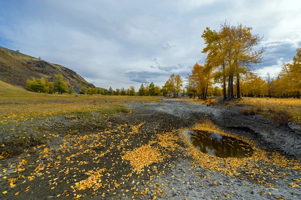 Golden autumn in Alta — Stock Photo, Image