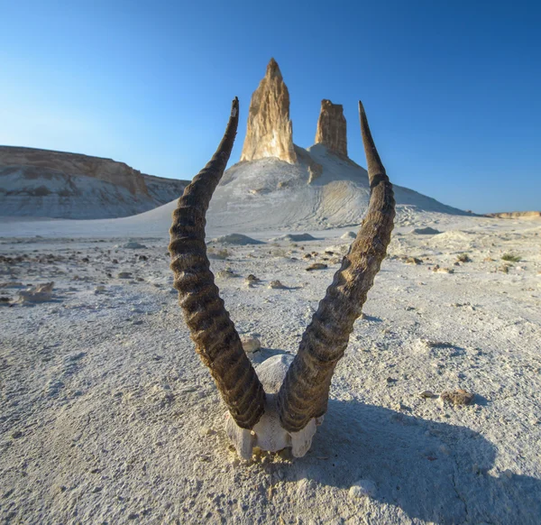 Magi från ren hällar av krita i Kazakstan i Ustyurt platån i Mangistau med hornen av en gasell. — Stockfoto