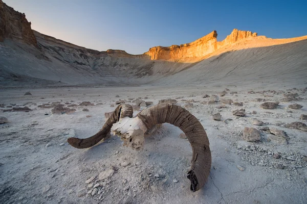 Magia de afloramientos puros de tiza en Kazajstán en la meseta de Ustyurt en el Mangistau con los cuernos de una gacela . — Foto de Stock
