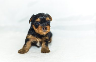 Yorkshire Terrier yavrular 1 ay yaş.