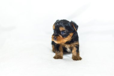 Yorkshire Terrier yavrular 1 ay yaş.