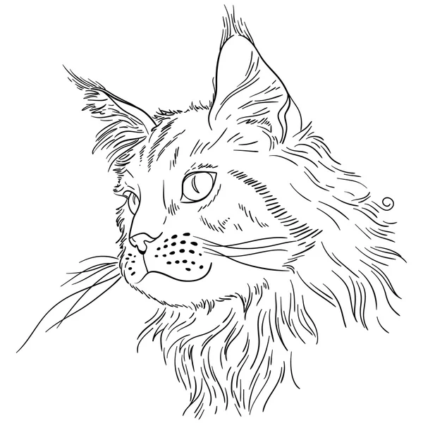 Maine Coon — Stockvektor