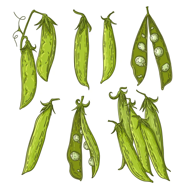 Pea illustration — Stock Vector