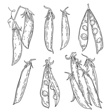 Bezelye illüstrasyon