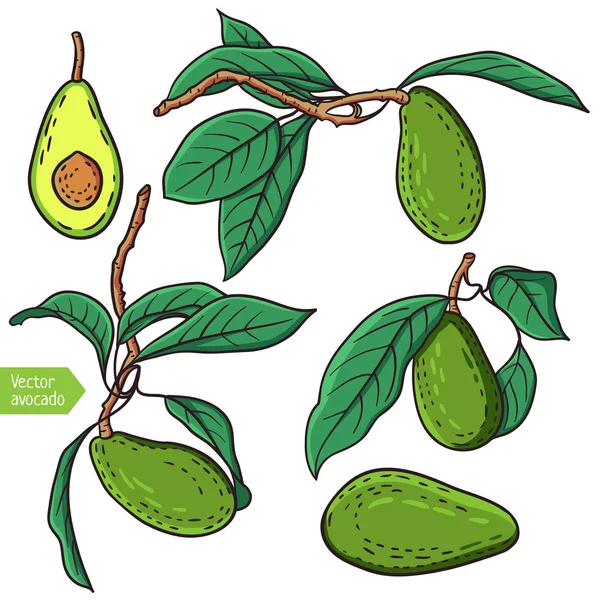 Fruta de abacate — Vetor de Stock