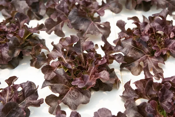 Young red oak, cultivation hydroponic green vegetable in farm pl — Stock Photo, Image