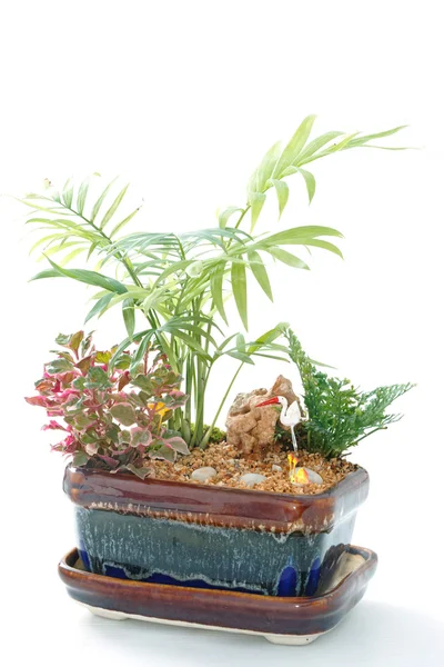Miniature Garden in a Pot — Stock Photo, Image