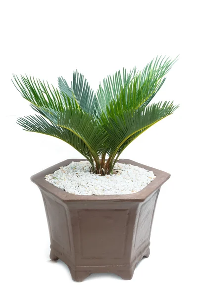 Cycad plam tree plant on white background — Stock Photo, Image