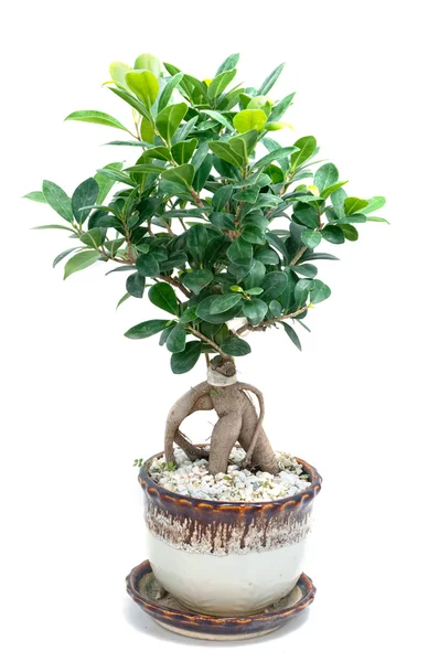Bonsai tree in pot Isolated on white background — Stock Photo, Image
