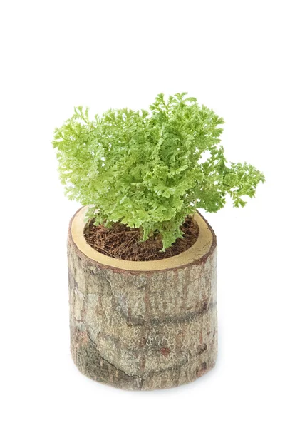 House plant in stump on isolate — Stock Photo, Image